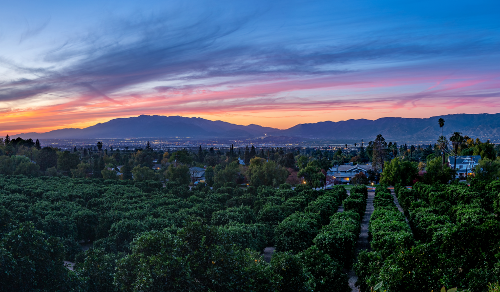 Redland skyline at sunset with citrus trees and vintage homes.