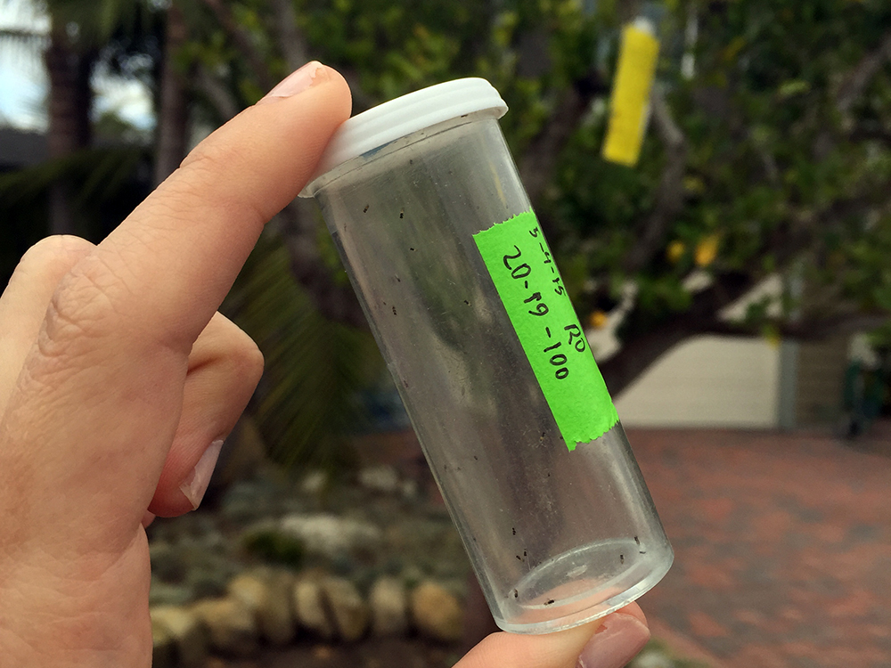 A clear cylinder jar with trapped bugs inside