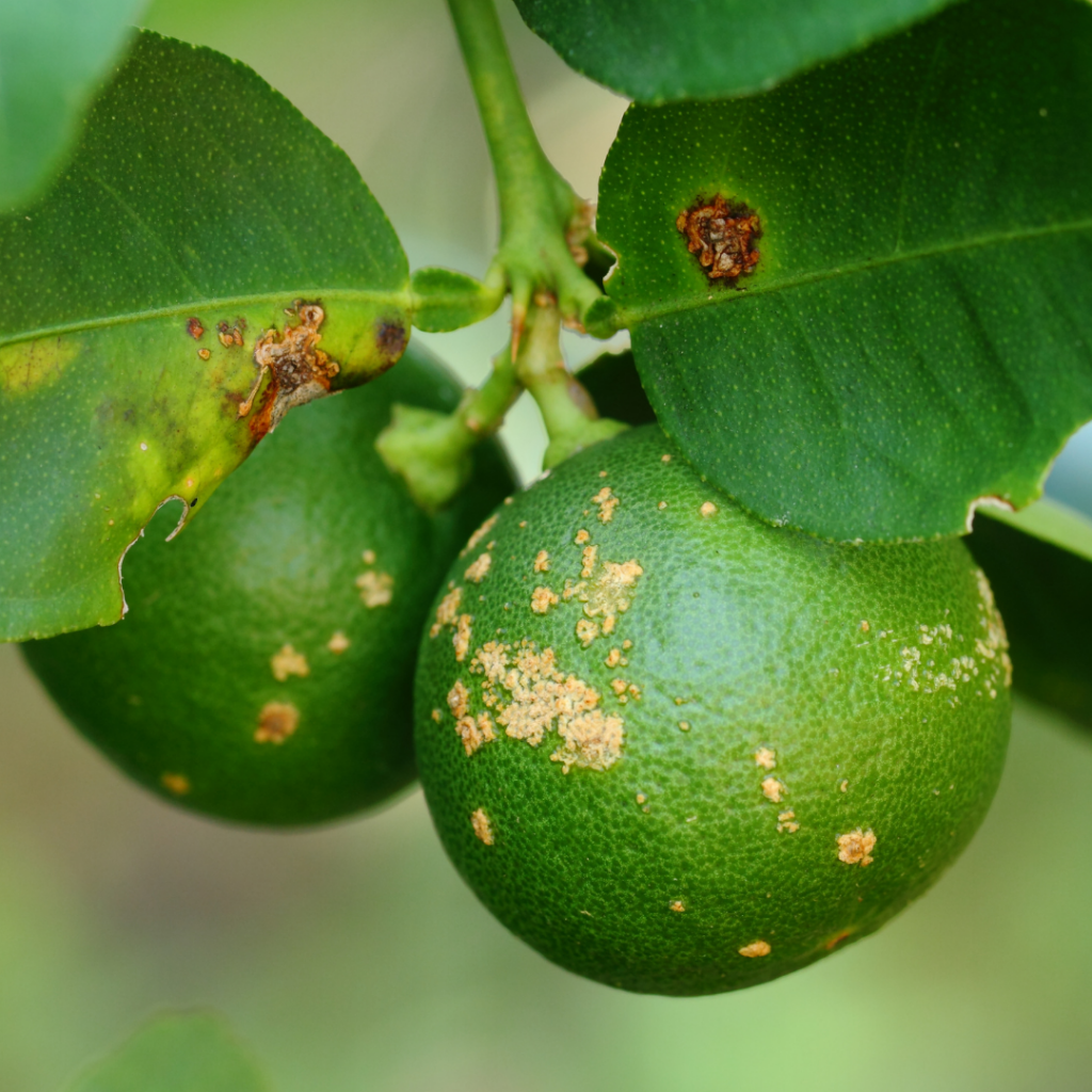 Lime tree showing two limes ravaged with citrus disease