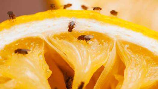An orange slice can be seen with fruit flies on it.