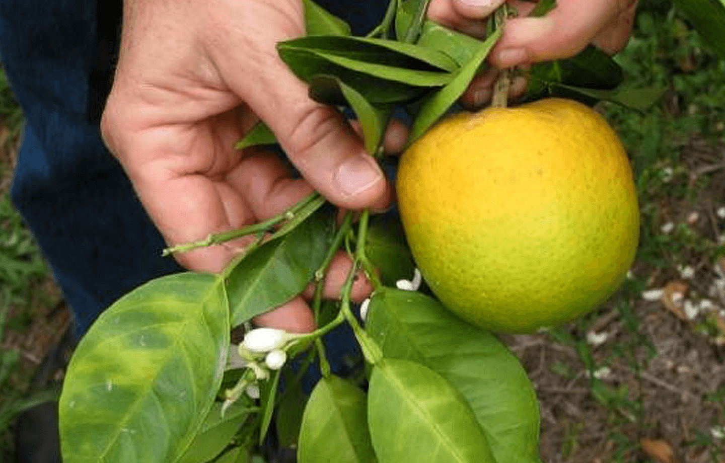 An example of a diseased lemon with HLB shown center with someone holding it by its leaves from a branch.
