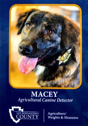 AWM canine inspector Macey's picture on a business card with her tongue out and her name and title below and the County AWM logo beneath that.