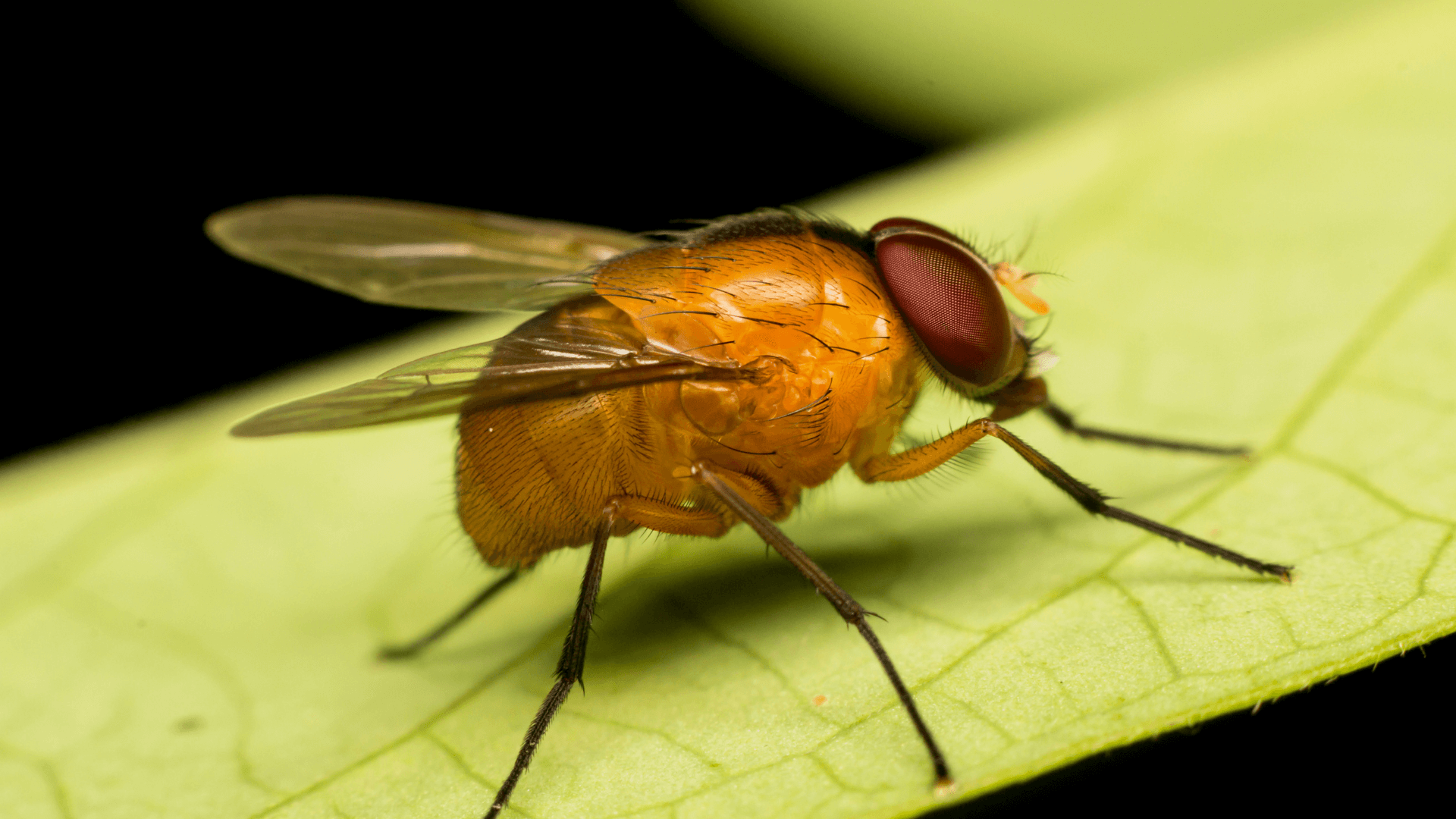 Mediterranean Fruit Fly on a leaf