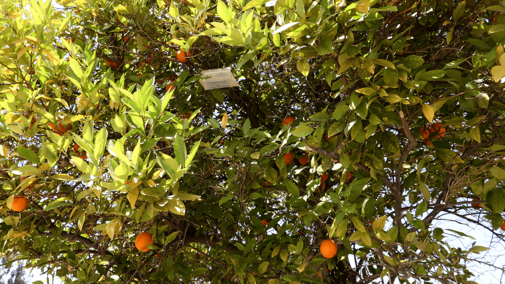close up photo of orange tree branches with oranges and a white pest trap hanging from inside the middle of the branches.