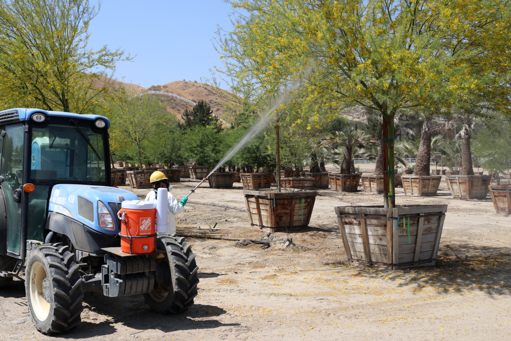 A plant nursery worker sprays a mature tree with an insecticide machine.