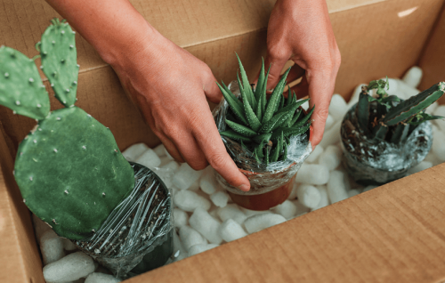 A box of succulent plants are being prepared for shipping