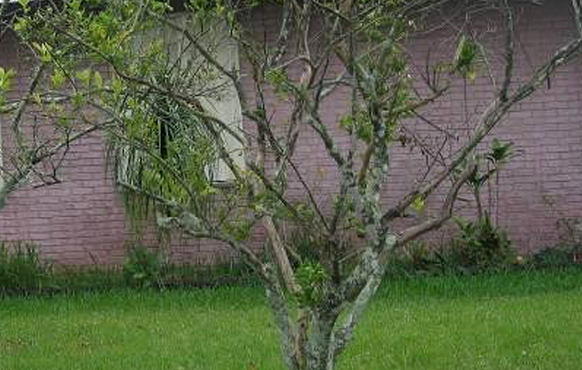 A diseased and neglected citrus tree stand barren in a front yard of a home.
