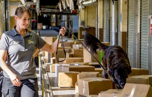 AWM Dog Team Macey with her inspector Kristina on a conveyer belt in a shipping parcel facility.