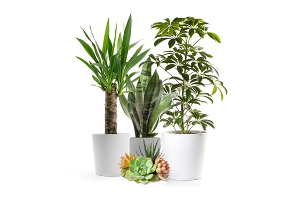 A photo of potted plants like fiscus, palm and fern. 