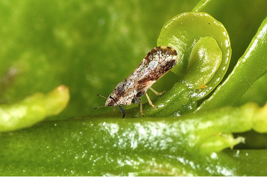 A closeup of the Asian Citrus Psyllid that causes Huanglongbing disease in citrus.