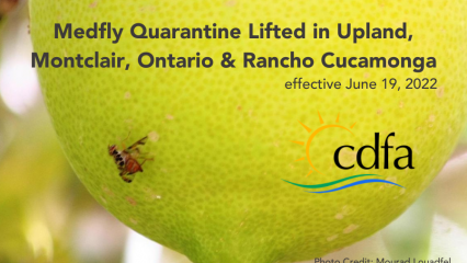 A med fly is seen on the lower portion of a lemon from a lemon tree with the words Medfly Quarantine Lifted in Upland, Montclair, Ontario & Rancho Cucamonga effective June 19, 2022. Photo Credit: Mourad Louadfel.,