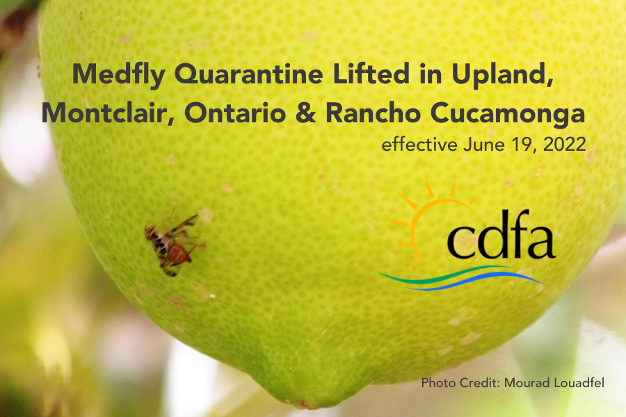 A med fly is seen on the lower portion of a lemon from a lemon tree with the words Medfly Quarantine Lifted in Upland, Montclair, Ontario & Rancho Cucamonga effective June 19, 2022. Photo Credit: Mourad Louadfel.,