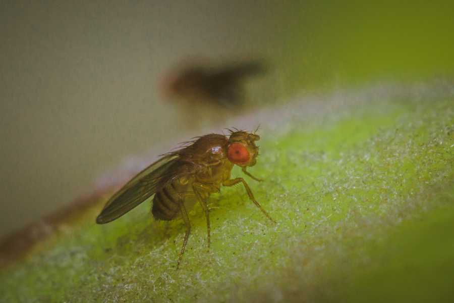 Fruit fly on fruit.