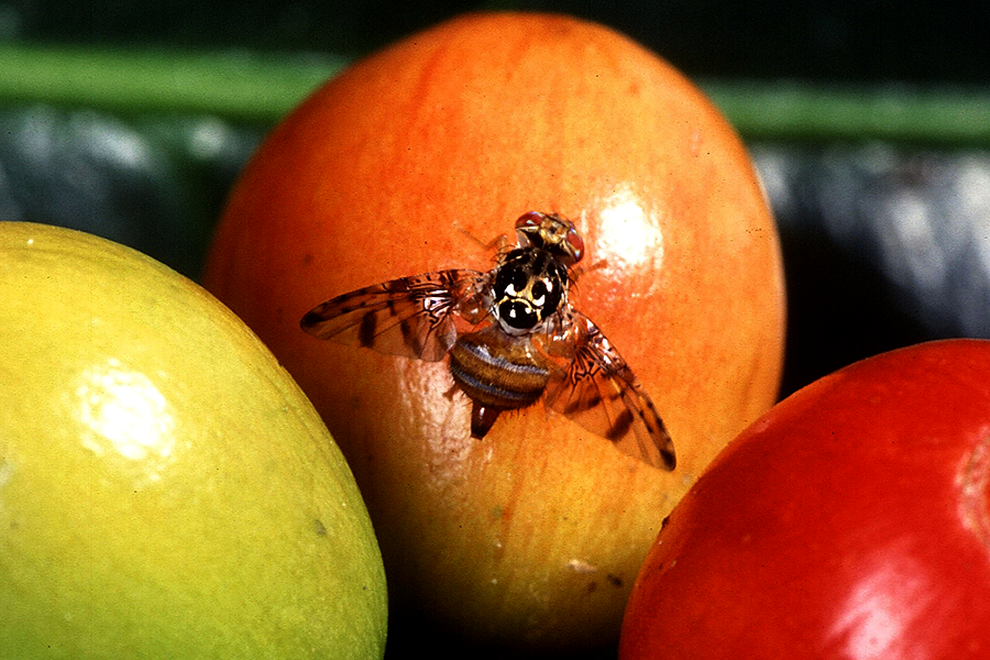 The female Mediterranean fruit fly, shown here on a coffee fruit.
