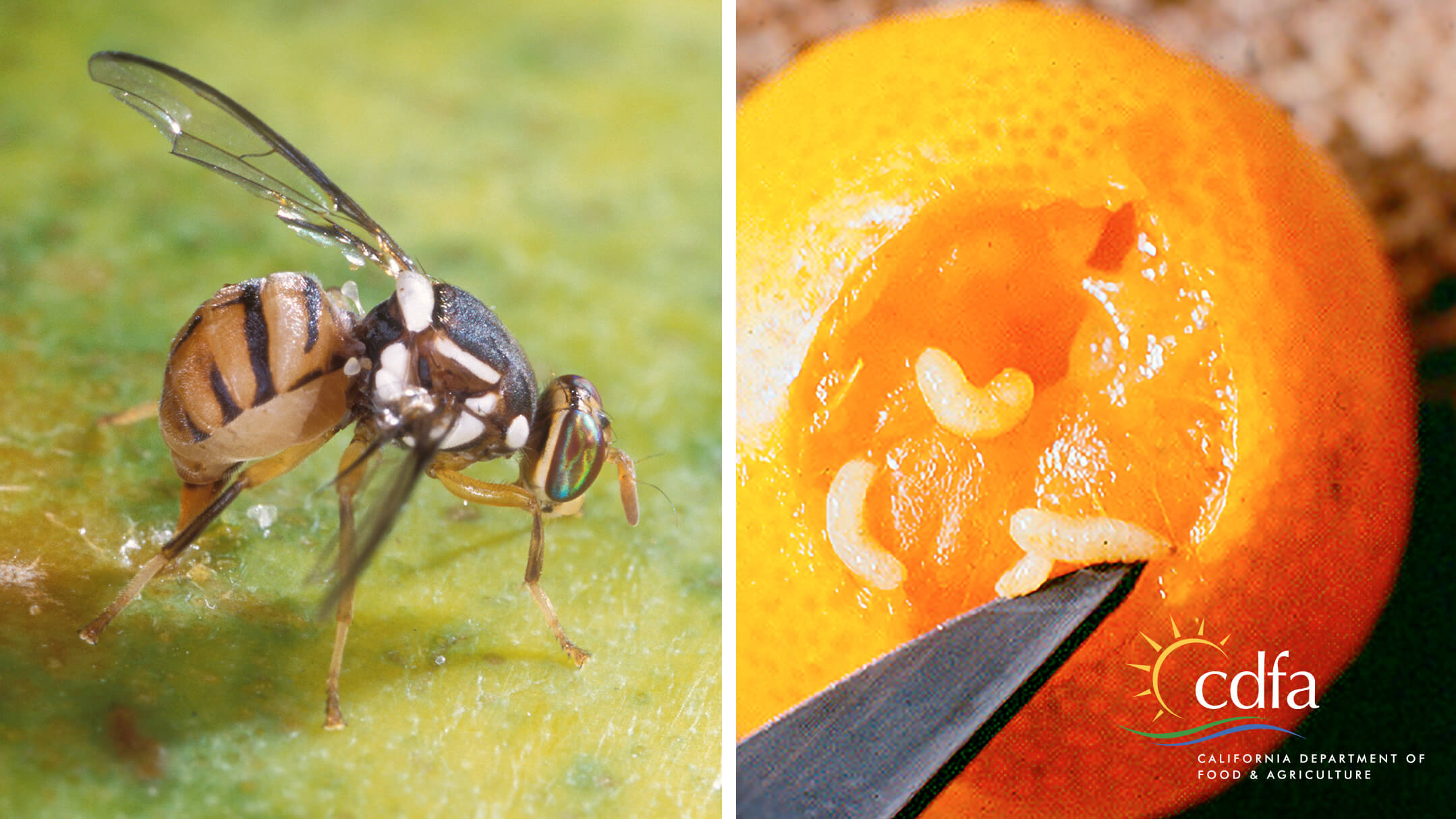 A closeup of a fruit fly on a price of fruit and another photo of an orange cut open displaying white maggots inside.