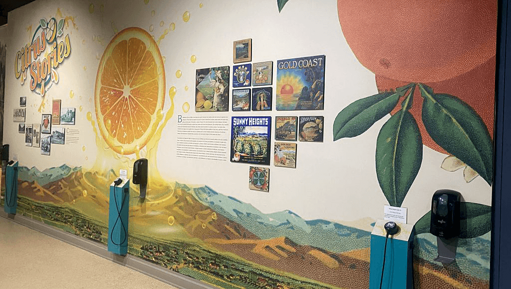 A citrus exhibit is displayed on a wall with a lemon slice and orange full color art with old-fashioned citrus crate labels in the center at the San Bernardino County Museum in Redlands.