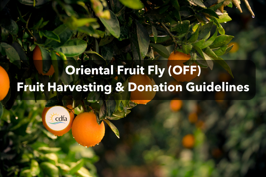 Orange tree with title words and CDFA logo that says Oriental Fruit Fly (OFF) Harvesting and Donation Guide.