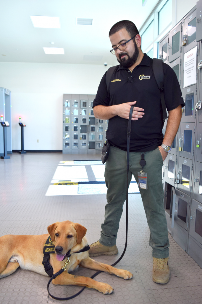 A male golden Labrador mix is sitting in the floor of a lobby with a leash and Agriculture black vest looking away as his handler Agricultural Standards Officer Christina Cavillo looks down at him.