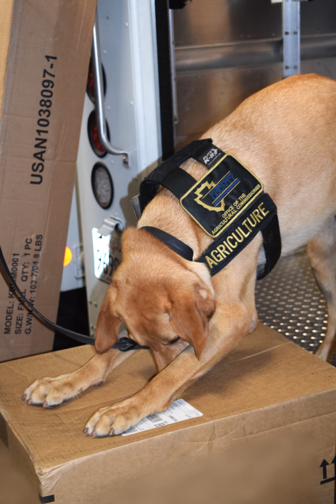 A male golden Labrador mix is sitting seen on a conveyer belt in a shipping facility scratching on a box and sniffing down at it.