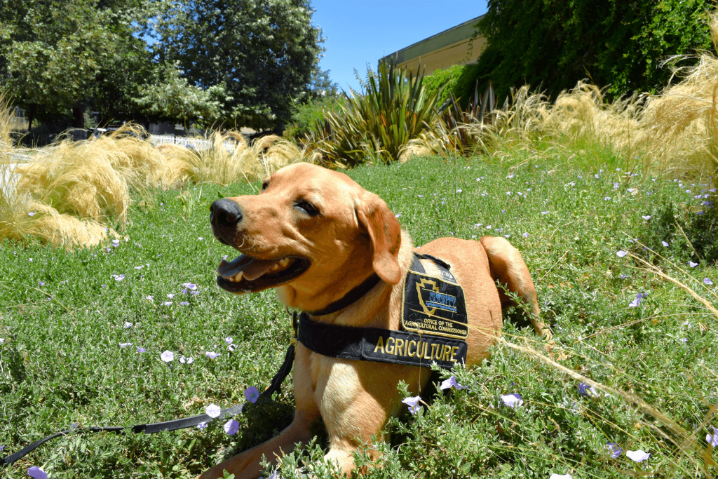 A golden Labrador mix sits in a green area of grass with desert wildlife native plants looking away from the camera with his move slightly open, wearing an official San Bernardino County Agriculture black and gold vest.