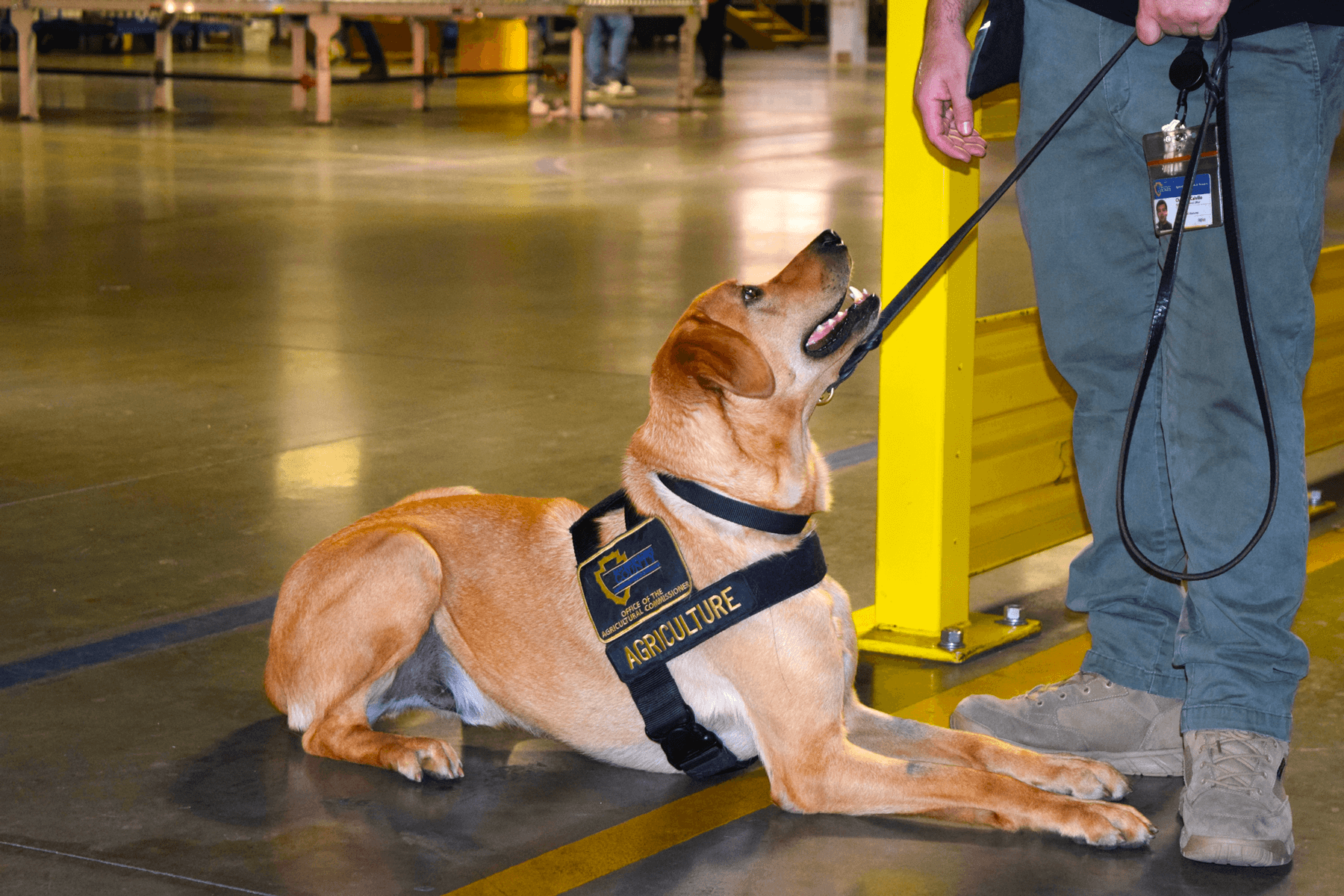 A male golden Labrador mix is sitting in the floor of a shipping facility with a leash and Agriculture black vest looking up at his handler.