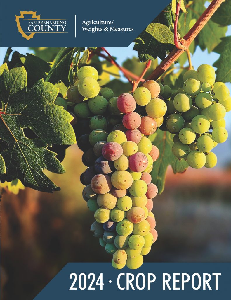 A close up look at different varietal of grapes on a vine with a green leaf to the left.
