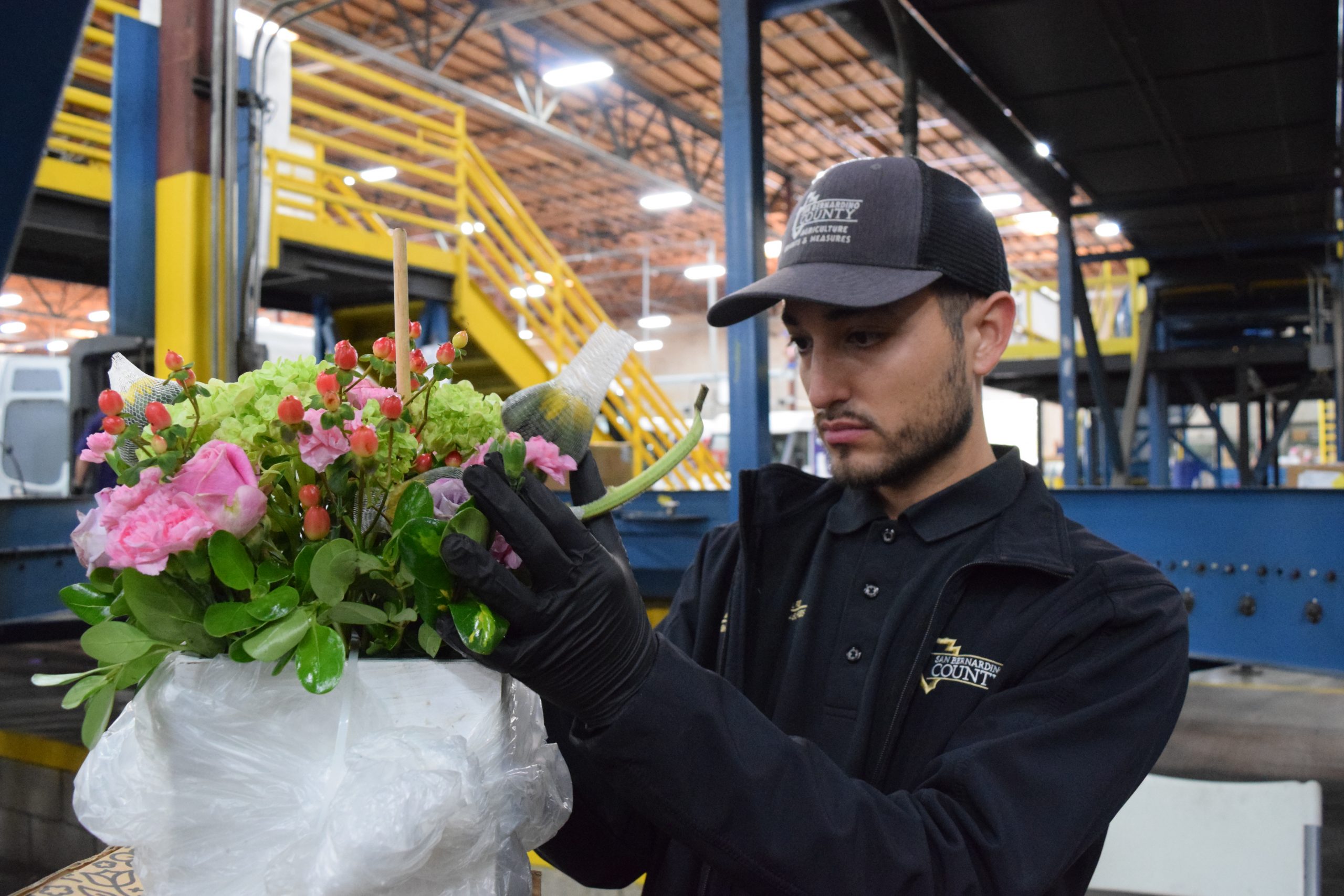 A male Agriculture/Weights & measures Standard Officer inspect a shipment of fresh cut flowers at a packaging center.